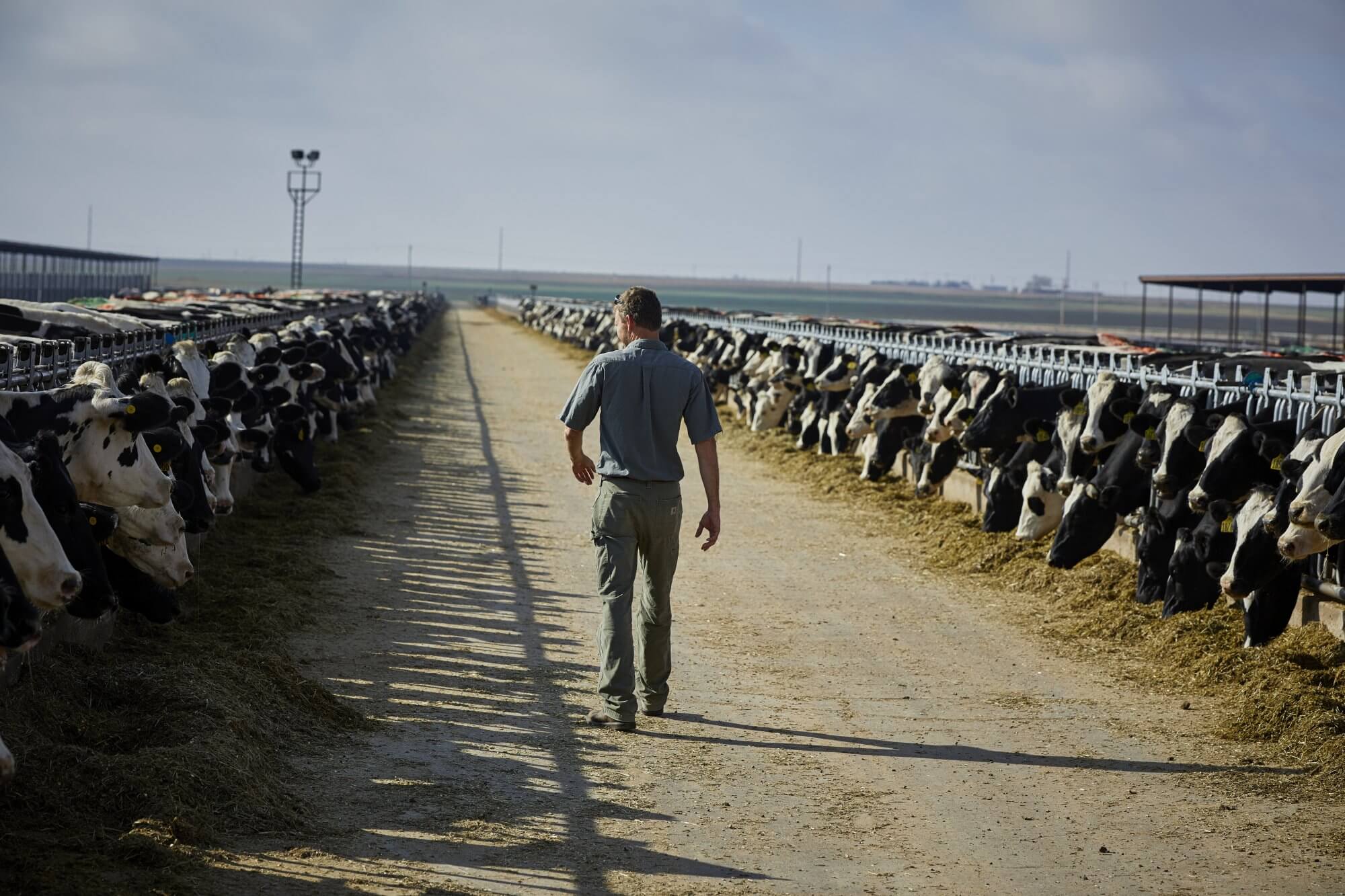 BonSilageF2 HiRez 0182