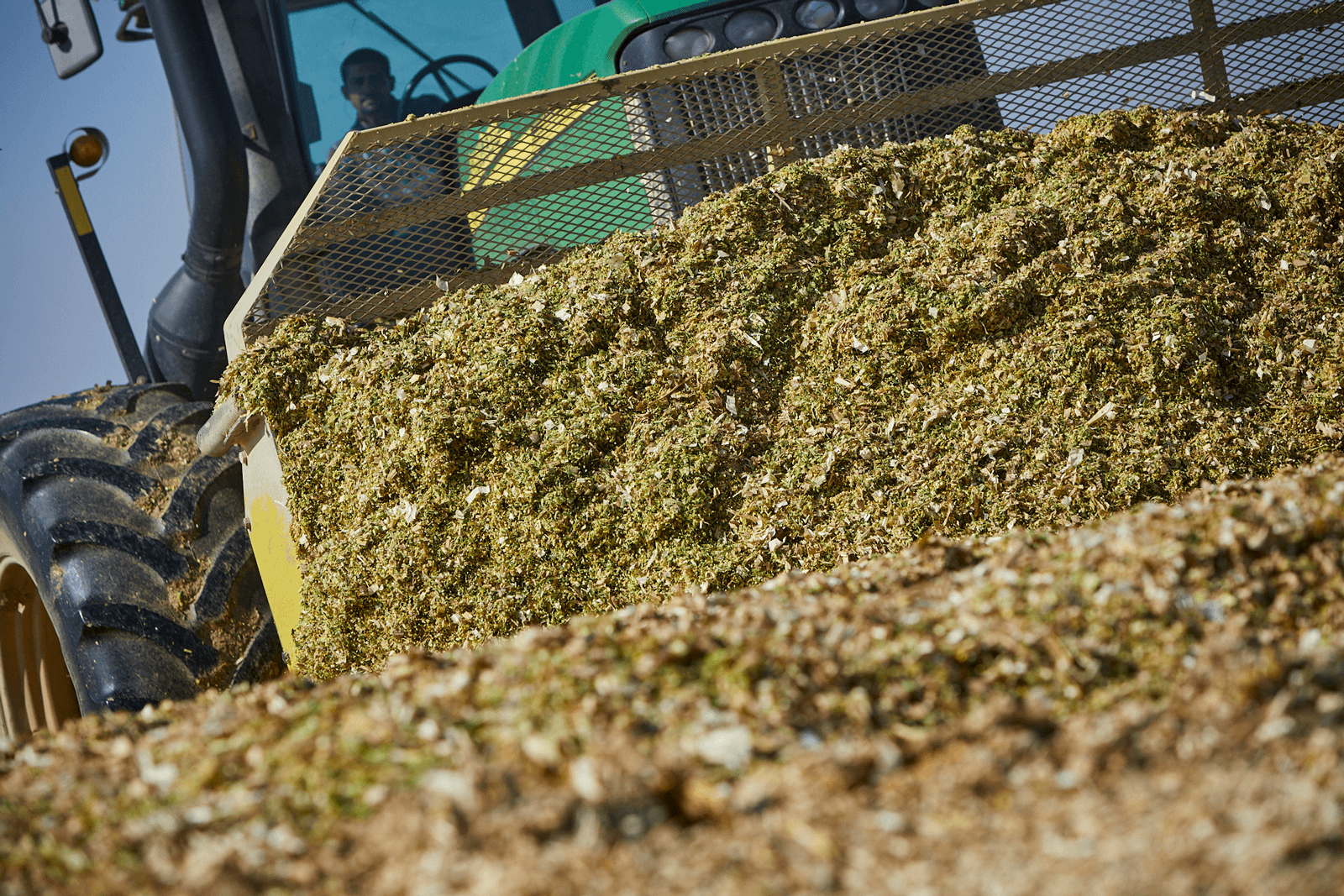 BONSILAGE CORN ws F1 LoRez 0559