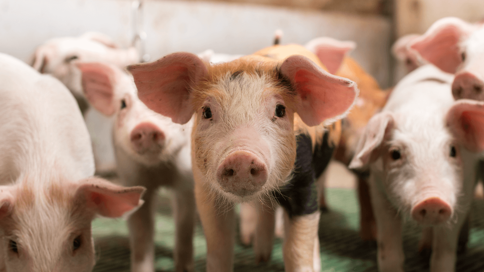 MaxActivat schweine DURCHFALLERKRANKUNGEN BEI ABSETZFERKELN2 1