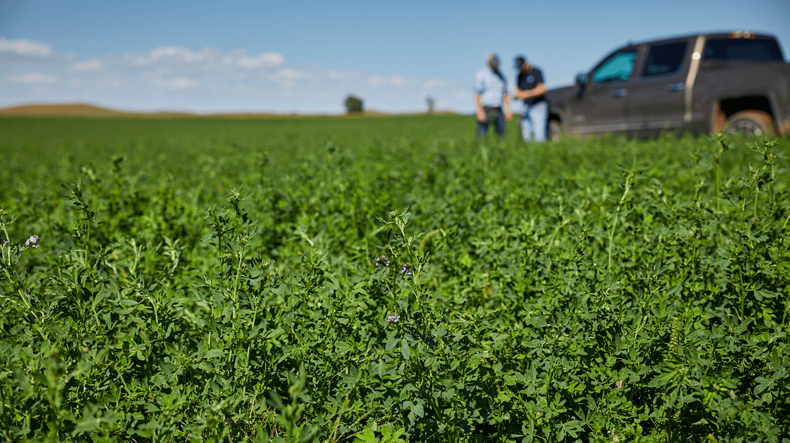 BONSILAGE ALFA ws