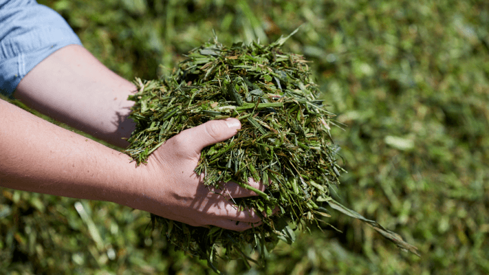 Website News BONSILAGE FORTE 20210218