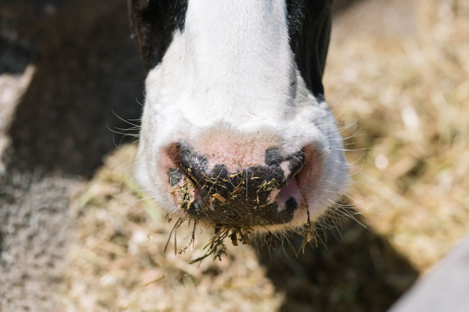 Main Page - Provita Supplements - Bonsilage