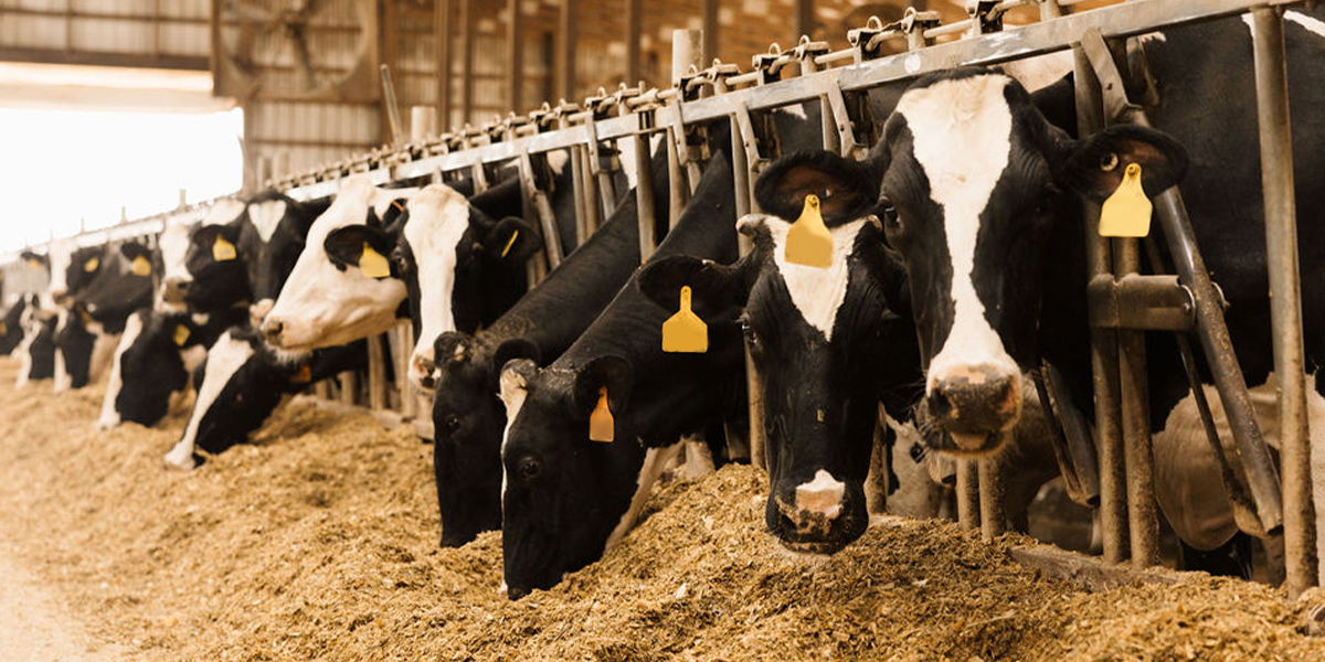 bonsilage L.diolivorans ISC