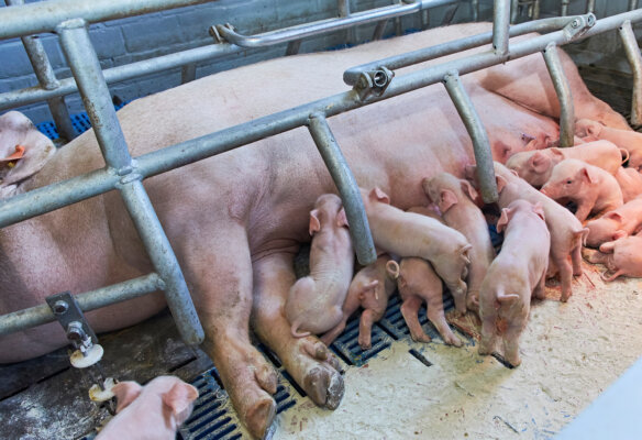 CANTO SCHAUMANN Sau mit Ferkeln